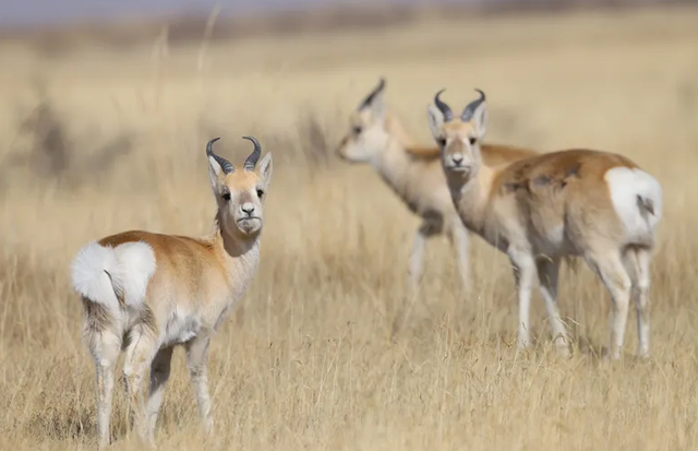 野外仅200多只！青海两兄弟8年捡59只回家，每只都给起名字