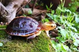 国龟崛起！四大颜值担当，养龟新宠儿，你值得拥有图片