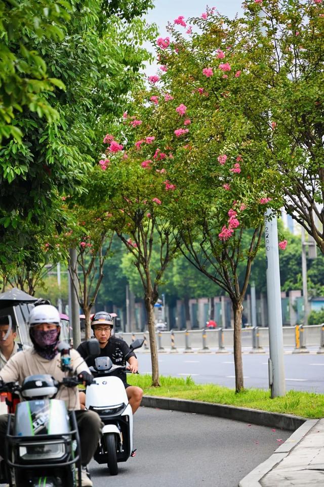 紫薇映夏，探寻武侯街头绽放的诗意