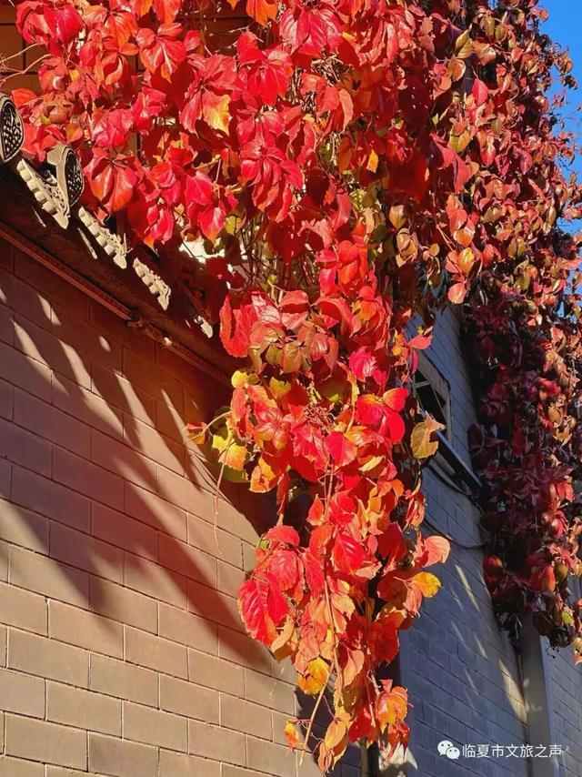 临夏秋日：在暖阳里邂逅街巷与公园的诗意