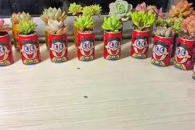 山东一小姐姐，因“易拉罐养多肉”而走红，抬头看见笑脸，太治愈图片