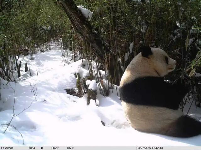 文州山水遇熊猫