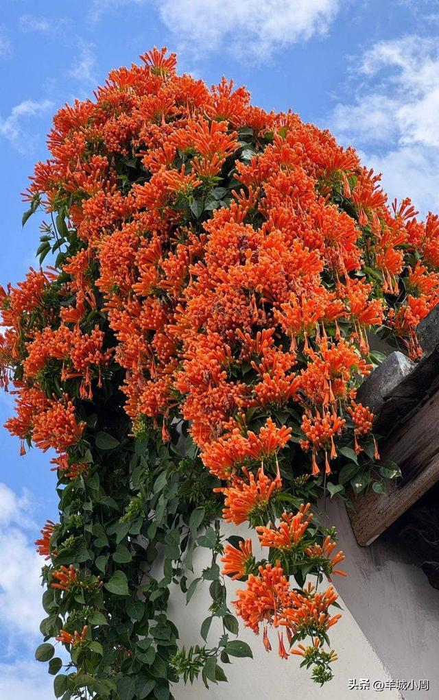 请收下这份3月广州最美打卡地，附花期、交通、拍照贴士