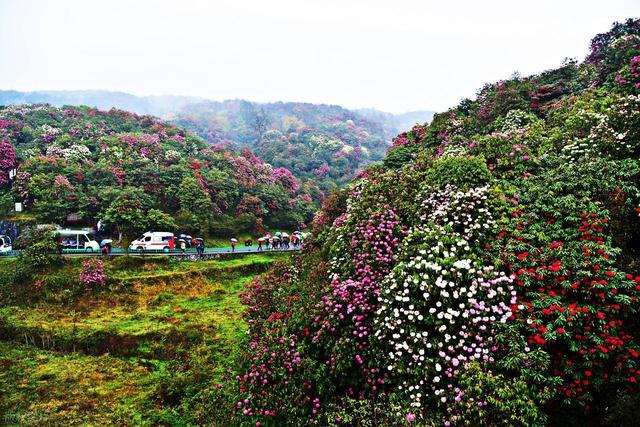 3-5月赏花季，9个优质赏花目的地，应季花海正鲜艳