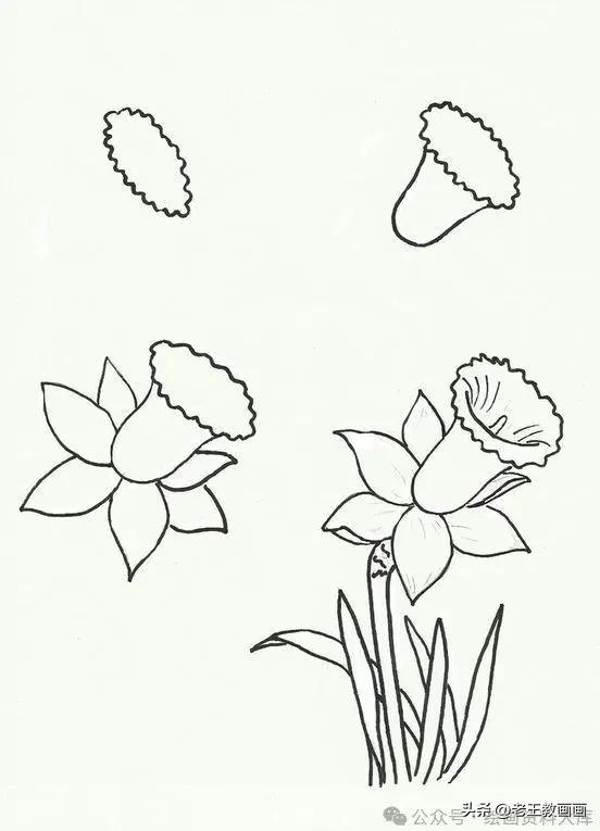 有手就能画！花卉简笔画教程