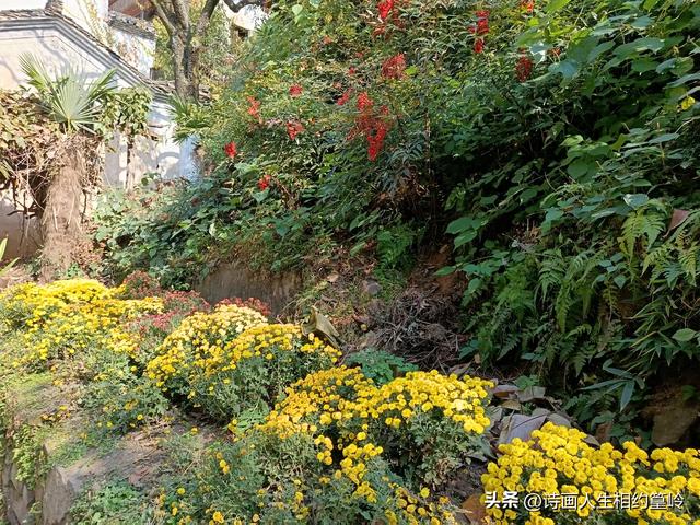 越是乱秋越思乡