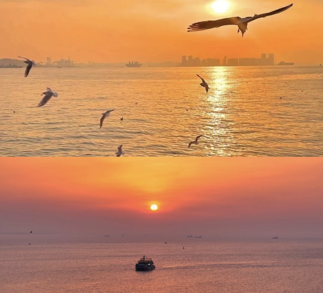 “西伯利亚来客”凭啥“操盘”青岛冬游？