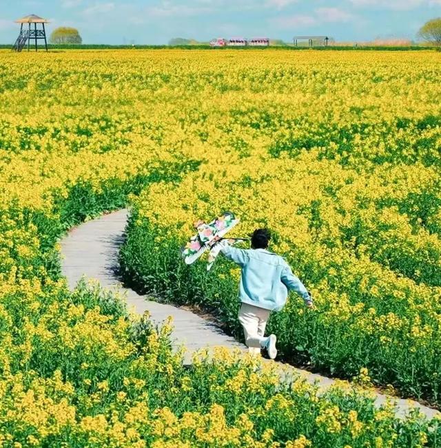 本周末开场！2026武蛟油菜花旅游文化活动剧透抢先看→