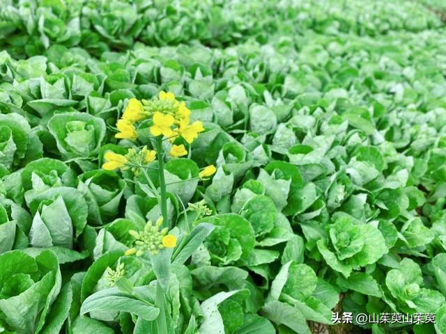 2023年春重庆探亲游（上篇）