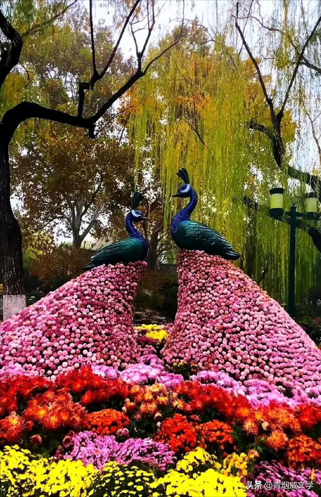 趵突菊韵 锦绣泉城