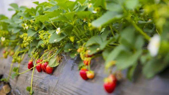 走起！荆州洪湖推出三条冬游线路！