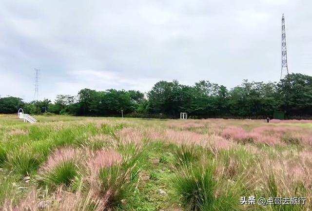 免费！成都最大面积粉黛草花海，粉色浪漫让人惊叹，地铁公交直达