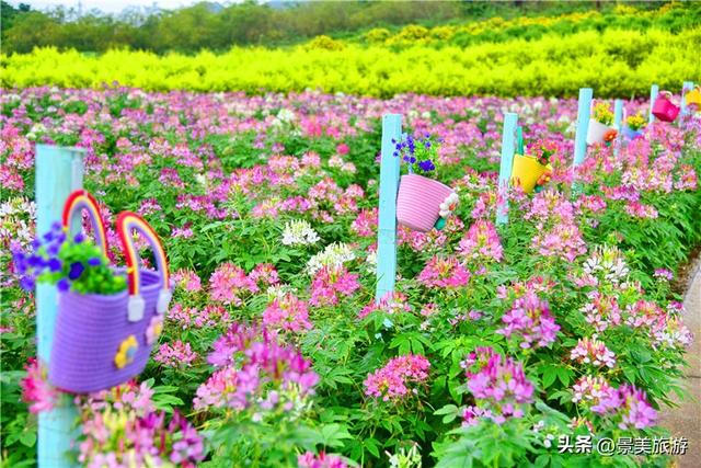 国庆邀约佛山卡玛花世界：在诗词花海中寻觅秋日情绪价值