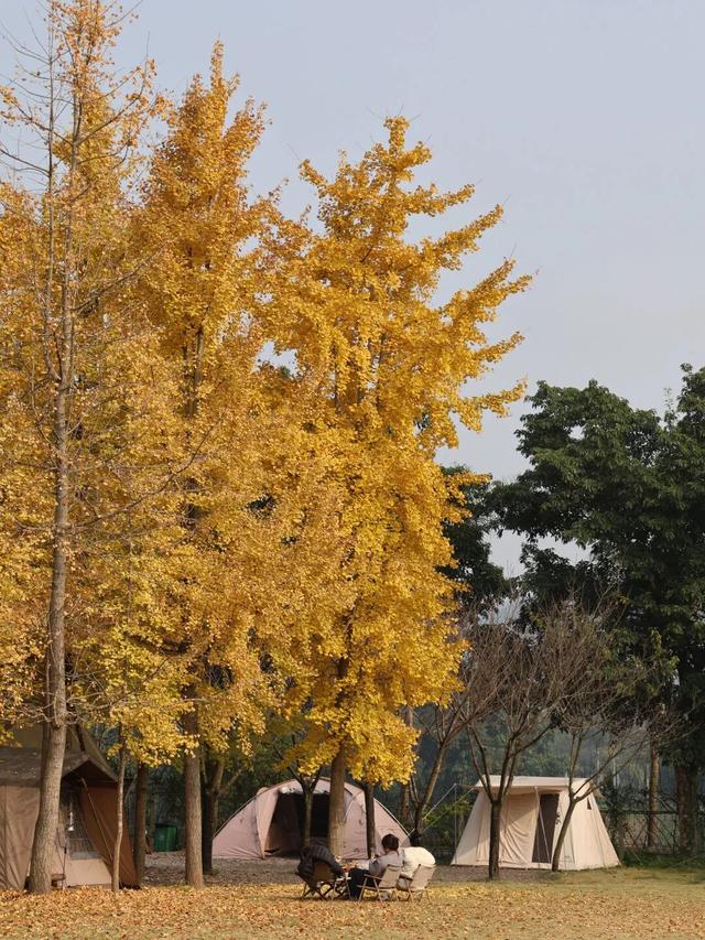 探秘新场景丨你来过吗？藏在新津的“美学”露营地