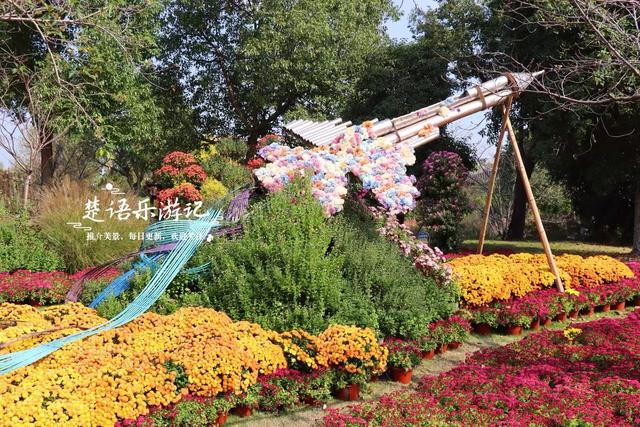 宁波这处风景进入最佳观赏季，秋菊叠影色彩缤纷，堪称秋日盛宴