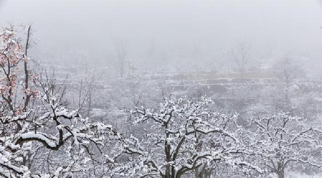 “小雪不过午	，冬天冻死牛	”，明日小雪几点？今年冬天冷到哭吗？