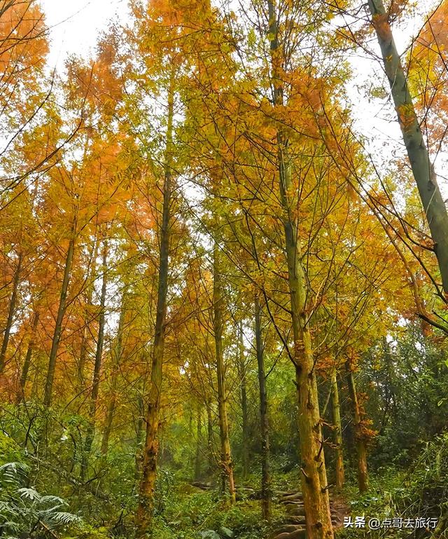 成都大邑爆火彩林，小牛背山、小喀纳斯这里都有，超级惊艳！