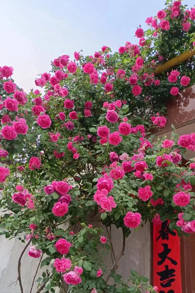 2025 实测！爬藤月季 “扛把子” TOP5，新手闭眼入的爆花神器！