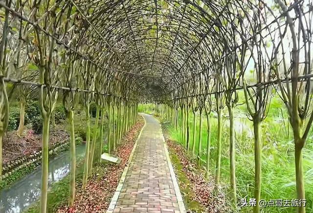 成都冷门紫薇花公园，满园紫粉超美，不要门票，公交车直达！
