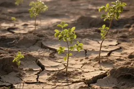 杀树剂测评！这3款“猛药”3天见效，但乱用后果严重图片