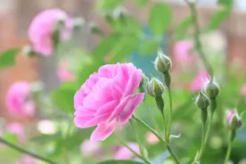 让男人高看的女人，不是外貌，更不是金钱，而是这两样东西图片