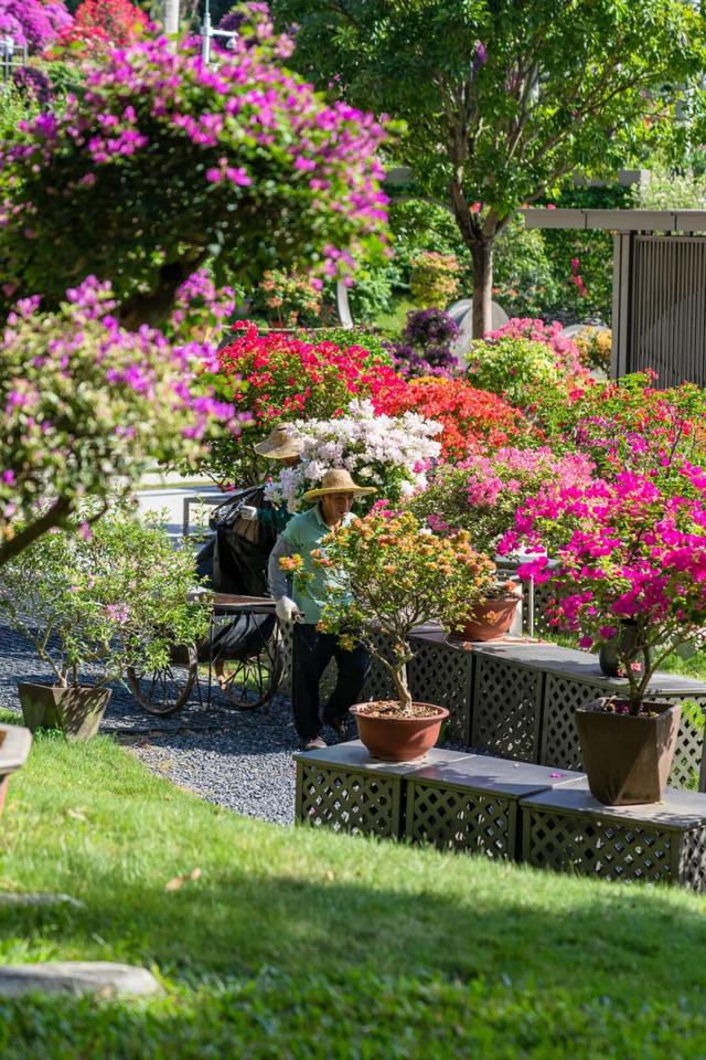 走！今天出发莲花山！拍“爆”20万㎡花海
