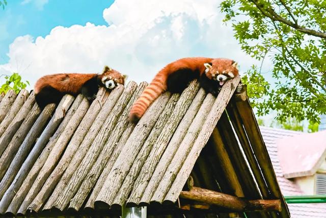 山东有自己的“疯狂动物城”!