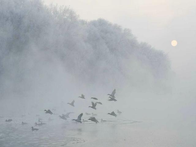 伊宁天鹅泉湿地公园：冬日里的生态诗画