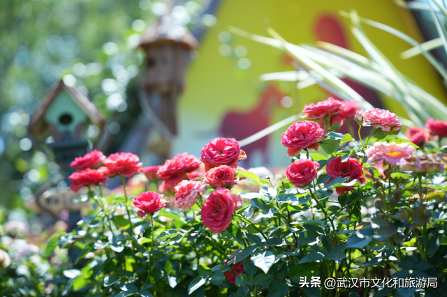 赏花正当时｜万花齐放！武汉这片金色进入最佳观赏期！