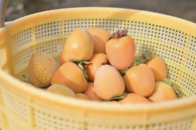 许昌周末漫游 | 把秋天装进篮子里：这份秋季采摘全攻略请收好！