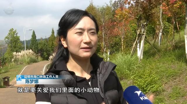 200亩枫海,11月初红艳上线!快来这里赏 “秋日大片”~