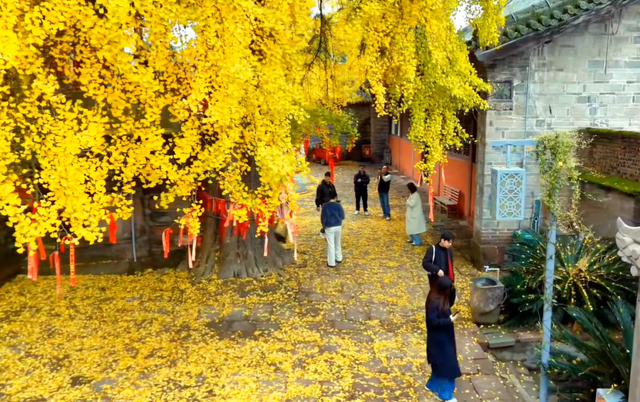 成都绝佳赏银杏景点，拥有两棵千年“夫妻树”银杏树，却少有人知