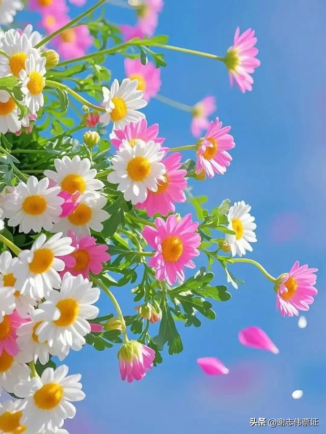 十一月第五期(四天)点评