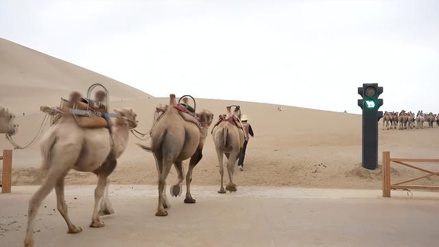 敦煌鸣沙山月牙泉景区驼运绘就“一带一路”旅游新画卷