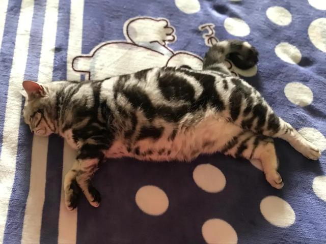 笑死了！主人展示25斤布偶猫引热议，网友：我这19斤的再加加餐？