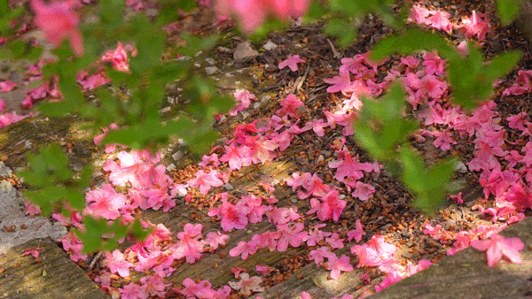 单日游客创五年之最！云雾山搅热“花经济”