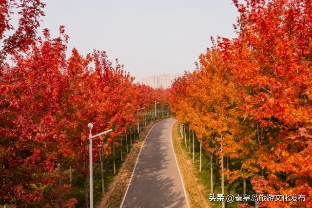 秦皇岛最大临海公园迎来“颜值巅峰”,栈桥听海、枫林斑斓,打卡走起!