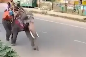 节日期间，印度一大象失控发狂2小时，抛飞了村民，压扁了汽车图片