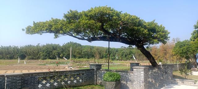 ：：：荔枝树与村：：：