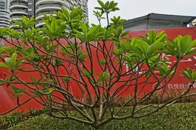说说含“无”字的成语大世界图片