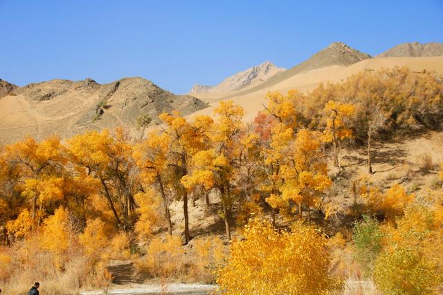 酒泉多坝沟胡杨峡，山势奇特，景色如画，隐藏着大西北的极致秋色