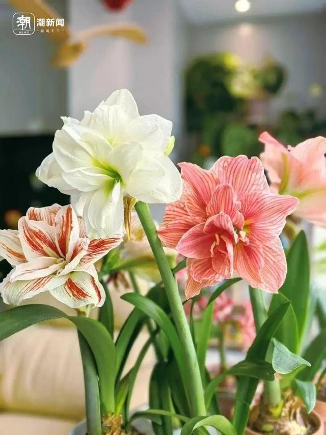 价格雪崩！近300元跌至35元，曾经的网红“卖不动了”