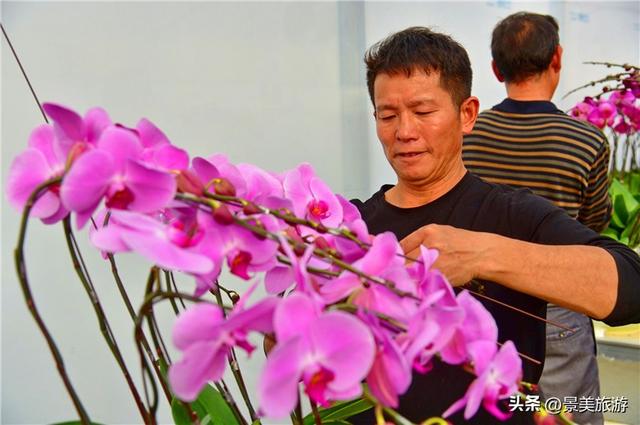 入园赏春花，回家带年花，佛山卡玛缤纷花世界年花节开幕了