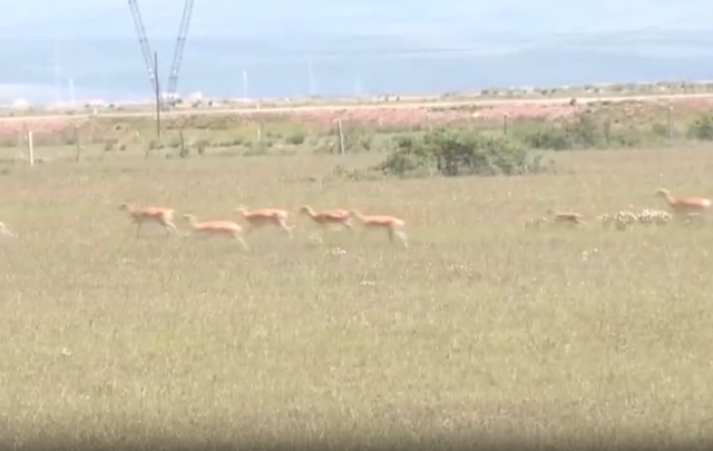 野外仅200多只！青海两兄弟8年捡59只回家，每只都给起名字