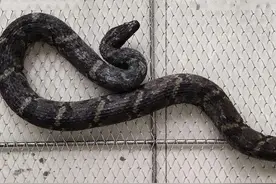 **安徽安庆，两条大蛇，盘踞天花板，居民家中，吓坏屋主**图片