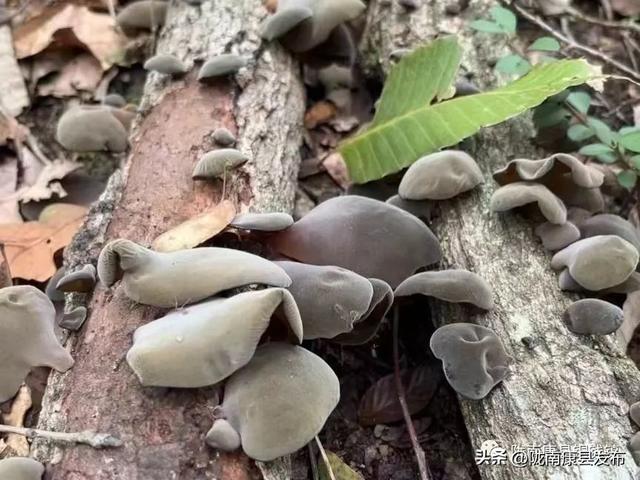 铜钱镇：麓隐山水 寻境桃源 赴一场枕梦江南的悠然之约