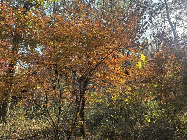 南京老山郊野一日徒步，从狮子岭兜率寺到汤泉惠济寺