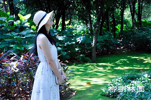 在柳州藏着一片会呼吸的“绿光森林”