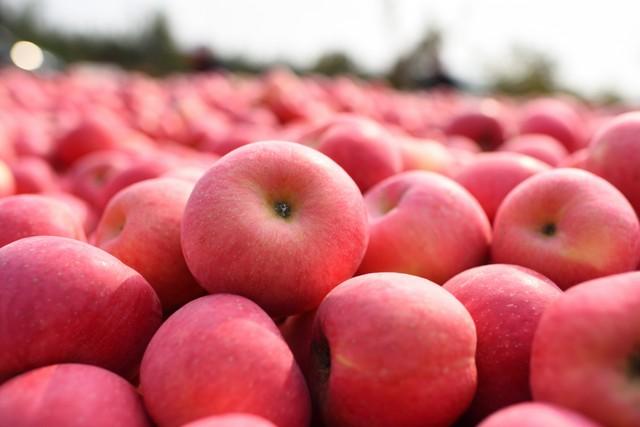 2025年库存红富士苹果价格走势，优质果与普通果表现差异显著。