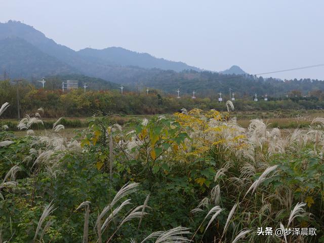 豫客纷至安陆，共赏银杏芦花绘初冬